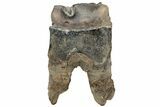 Fossil Woolly Rhino (Coelodonta) Tooth - Siberia #225606-2
